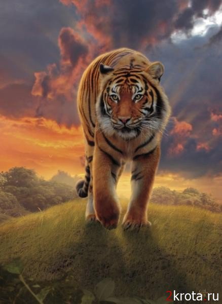 тигр - тигр - оригинал