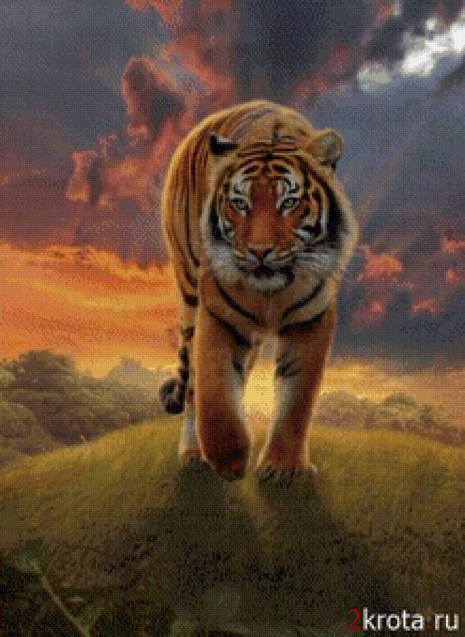 тигр - тигр - предпросмотр