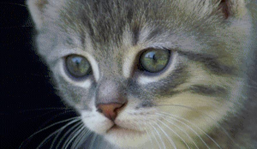 кошка - кошка - предпросмотр