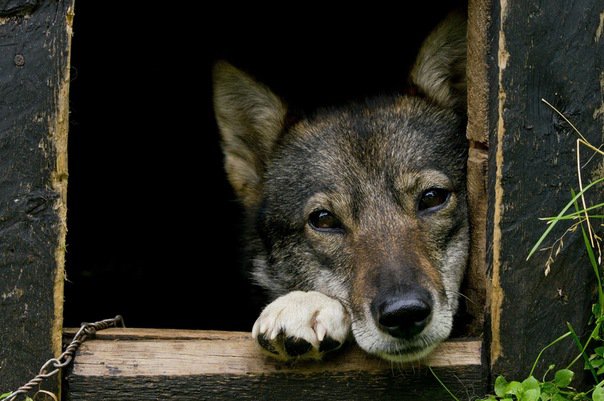 собака - собака, пес - оригинал