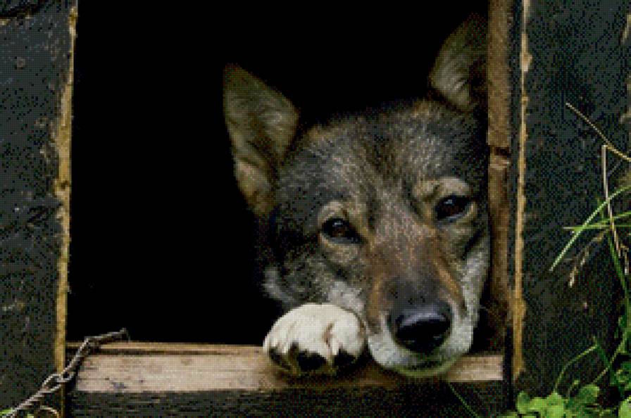 собака - собака, пес - предпросмотр
