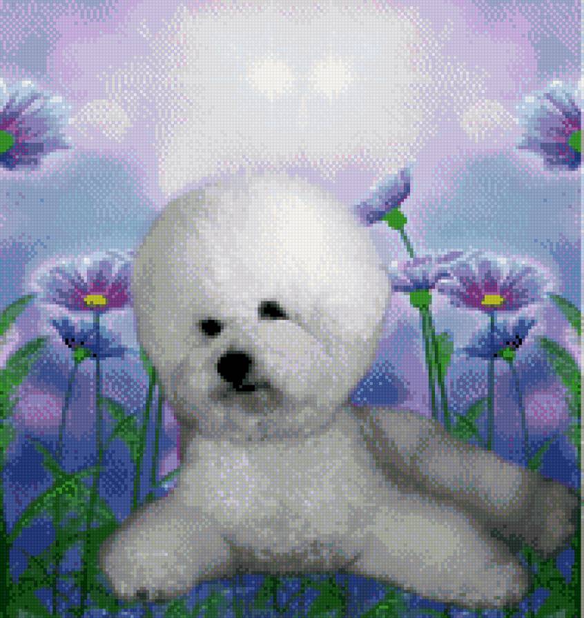 бишон 60 - предпросмотр