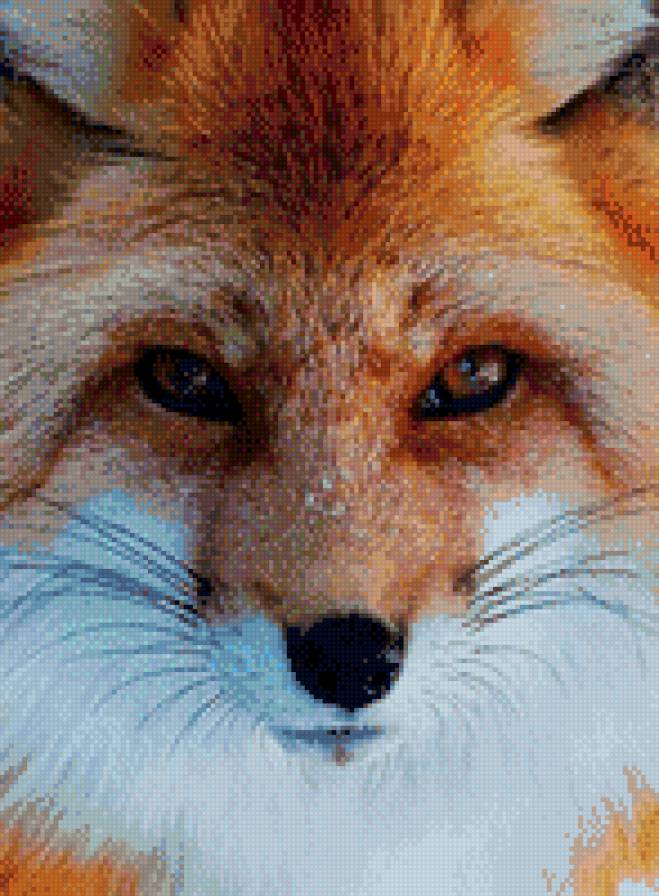 лисичка - предпросмотр