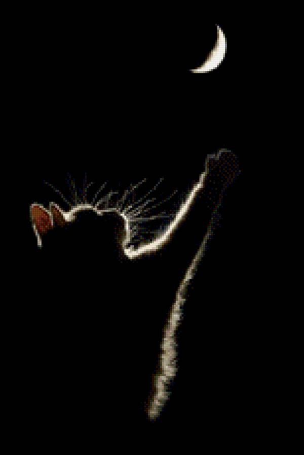 киса - звери, кошка - предпросмотр