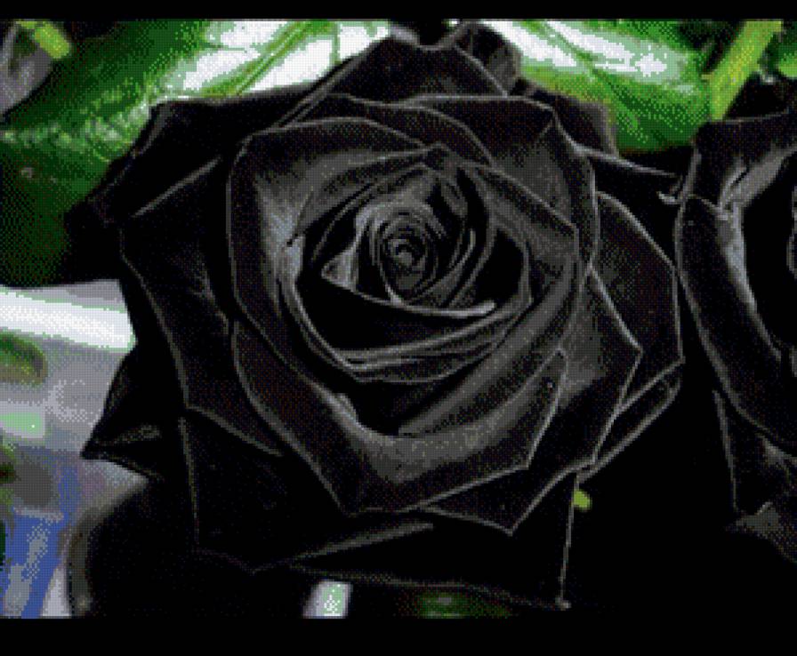 Черная роза - предпросмотр