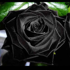 Оригинал схемы вышивки «Черная роза» (№766863)
