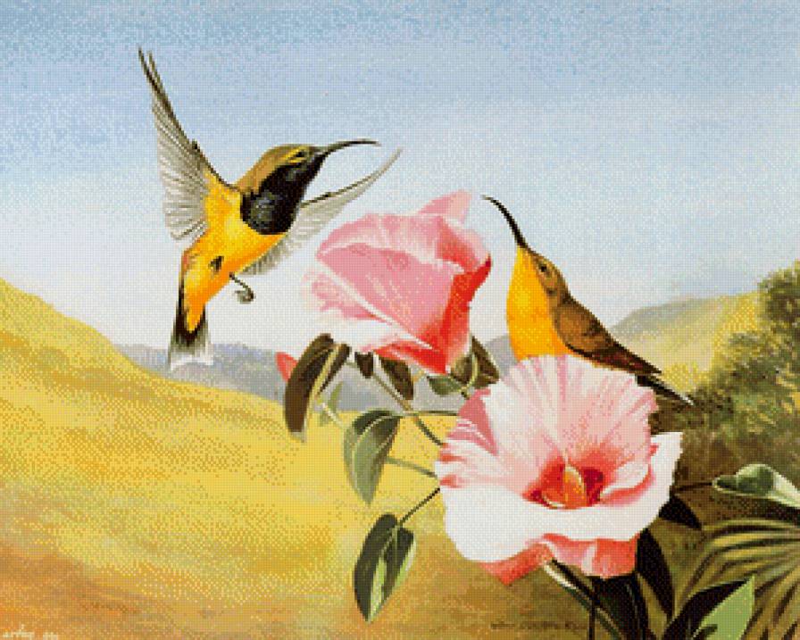 колибри - предпросмотр