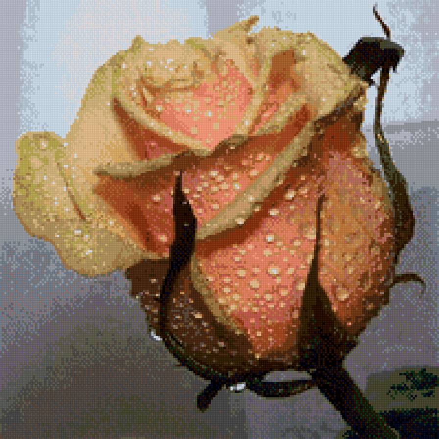 бутон розы в росе - роса, цветок - предпросмотр