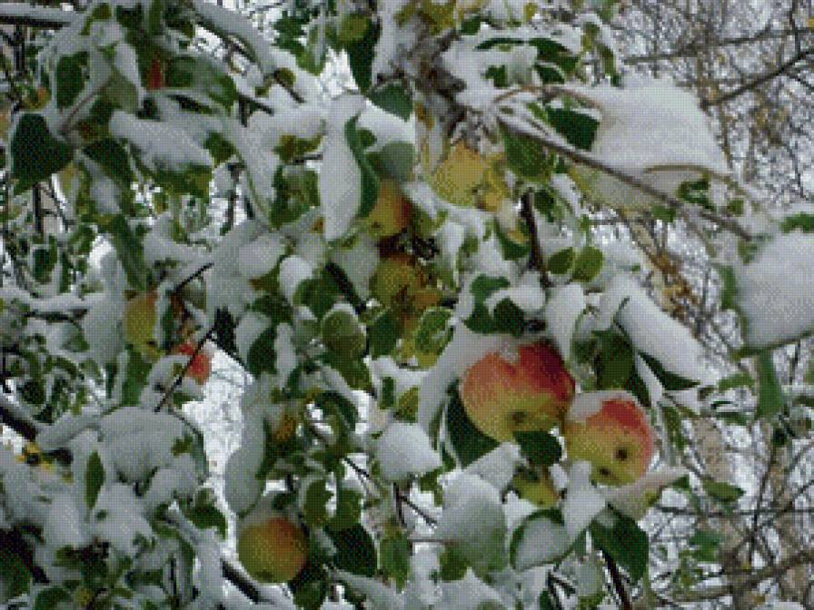 Яблоки на снегу.. - предпросмотр