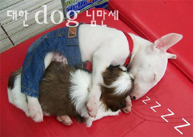 питбучик - оригинал