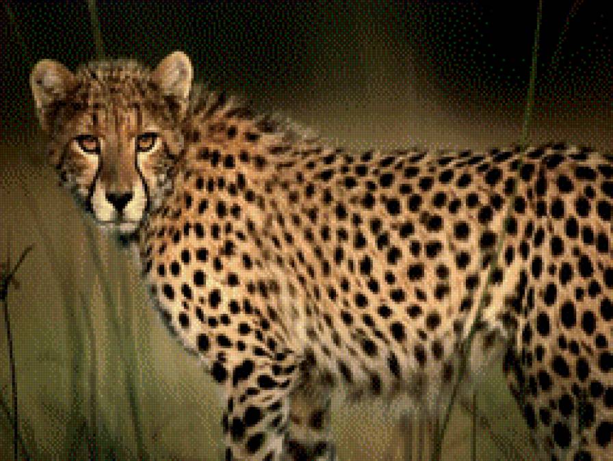 Гепард - кошка, геперд, животные - предпросмотр