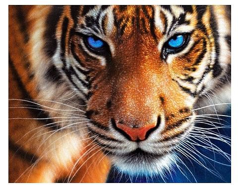 взгляд тигра - тигр - оригинал