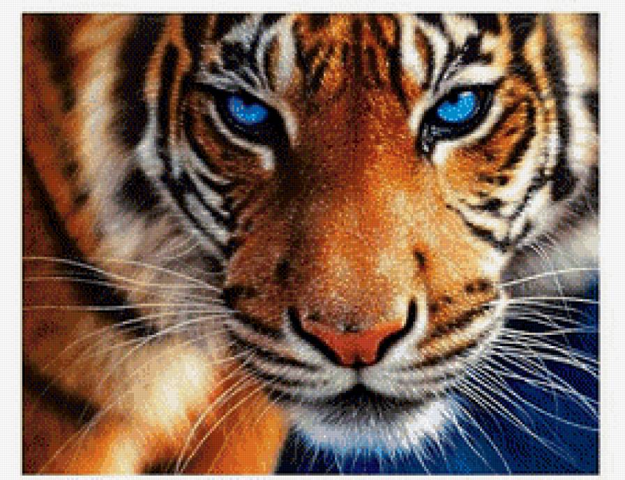 взгляд тигра - тигр - предпросмотр