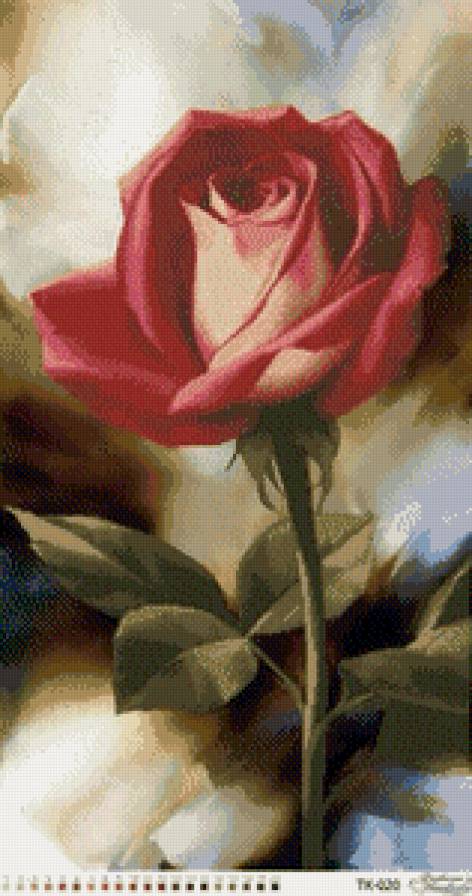 Роза - роза, цветы - предпросмотр