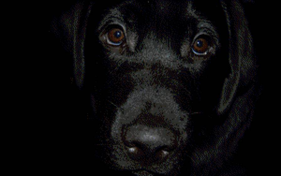 собака - собака животные - предпросмотр