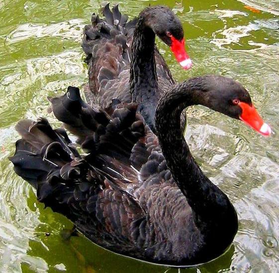 серия "птицы" - птицы.лебеди - оригинал