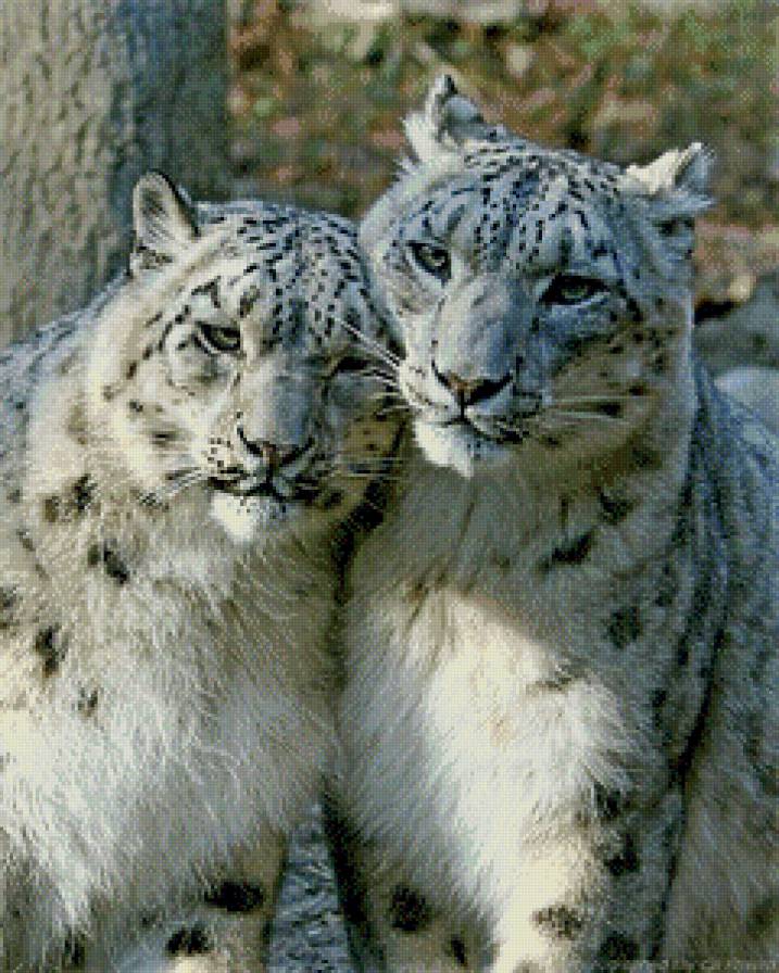 Влюбленные барсы - барс, ирбис, снежный барс - предпросмотр