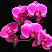 Схема вышивки «орхидея»