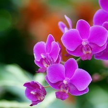 Схема вышивки «орхидея»