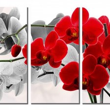 Оригинал схемы вышивки «орхидея» (№768823)
