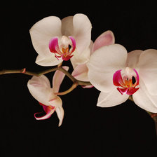 Оригинал схемы вышивки «орхидея» (№768847)