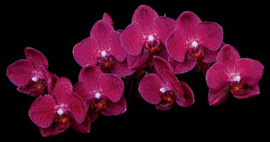 орхидея - предпросмотр