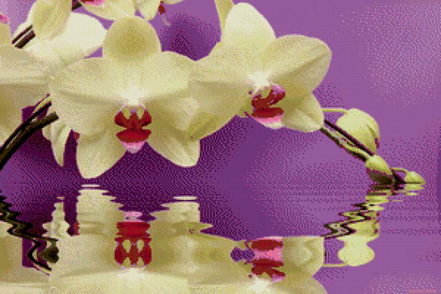 орхидея - предпросмотр