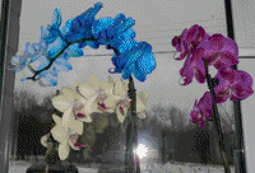 орхидеи - цветы орхидеи - предпросмотр