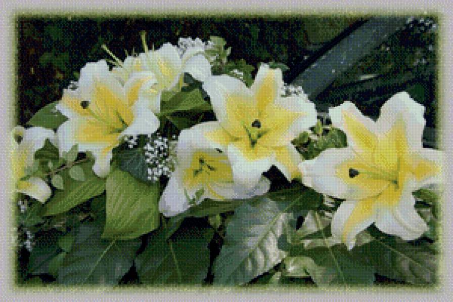 лилии - предпросмотр