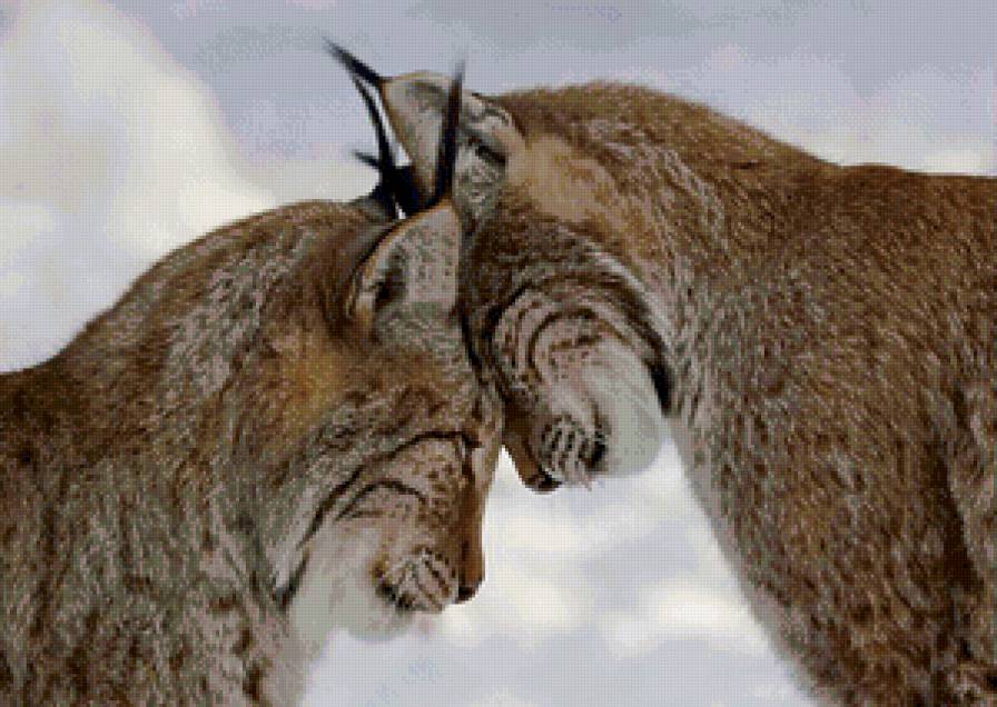 Рыси - рыси, пара - предпросмотр