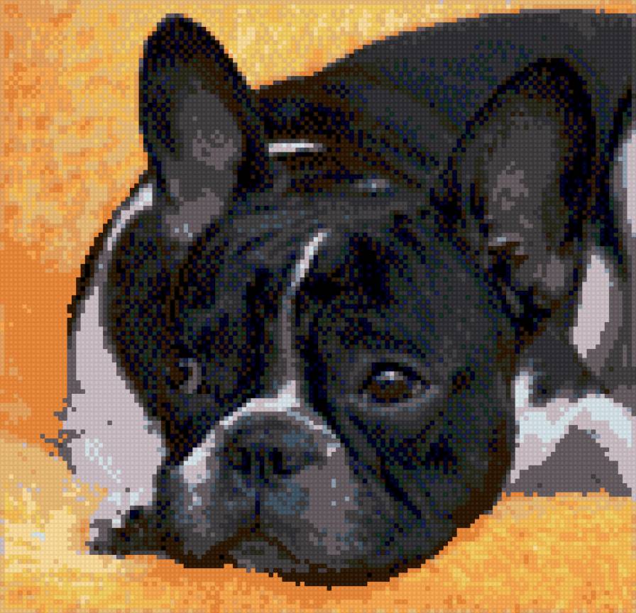 Французский бульдог - животные, французский бульдог, собаки - предпросмотр