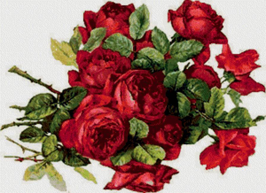 розы - предпросмотр