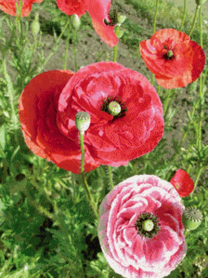 Маки - цветы - предпросмотр