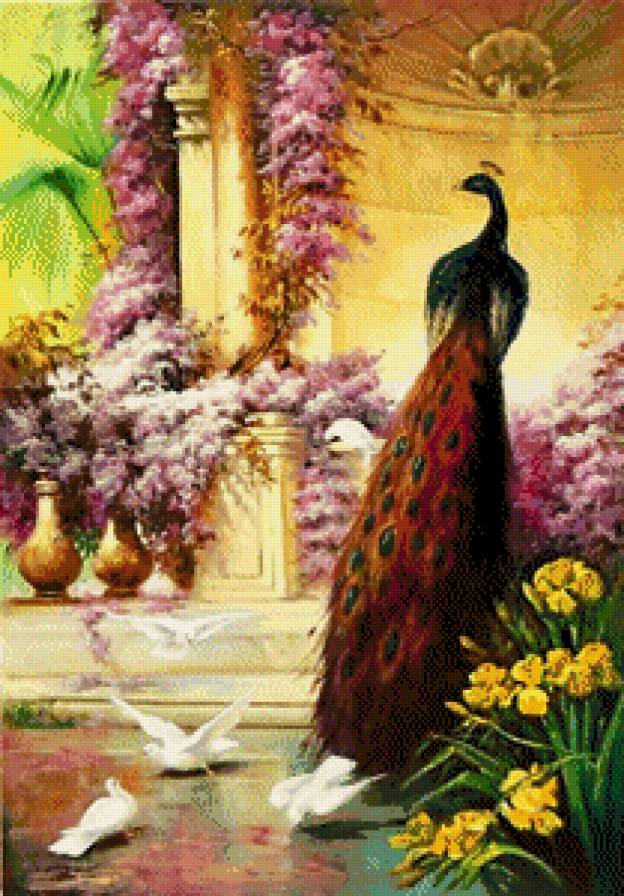 павлин - птицы - предпросмотр