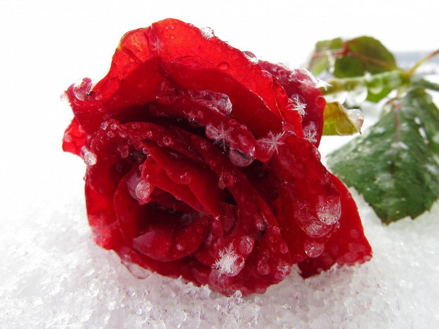 роза на снегу - роза, цветы, природа - оригинал
