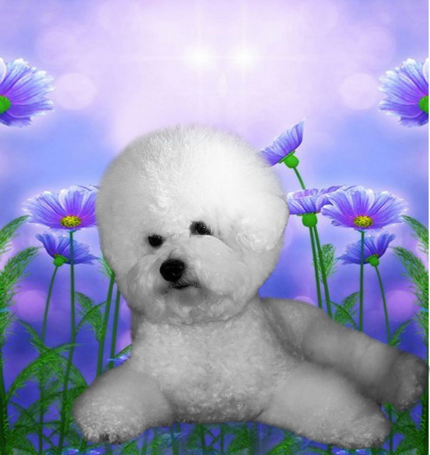 бишон 230 - оригинал