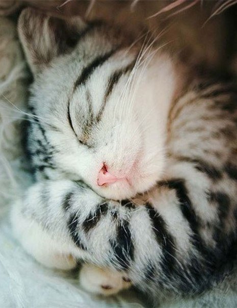 сладко спим - кошка - оригинал