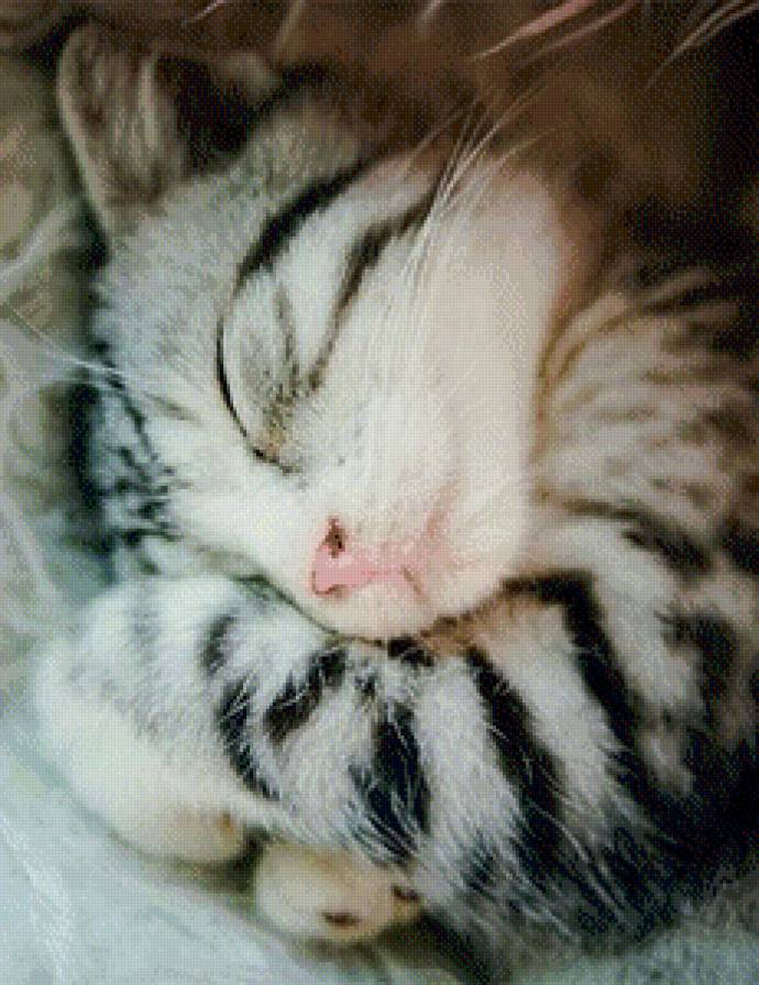 сладко спим - кошка - предпросмотр