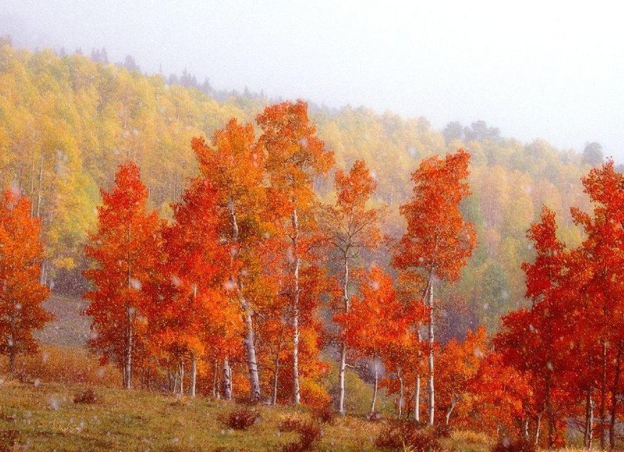 осень - осень, лес - оригинал