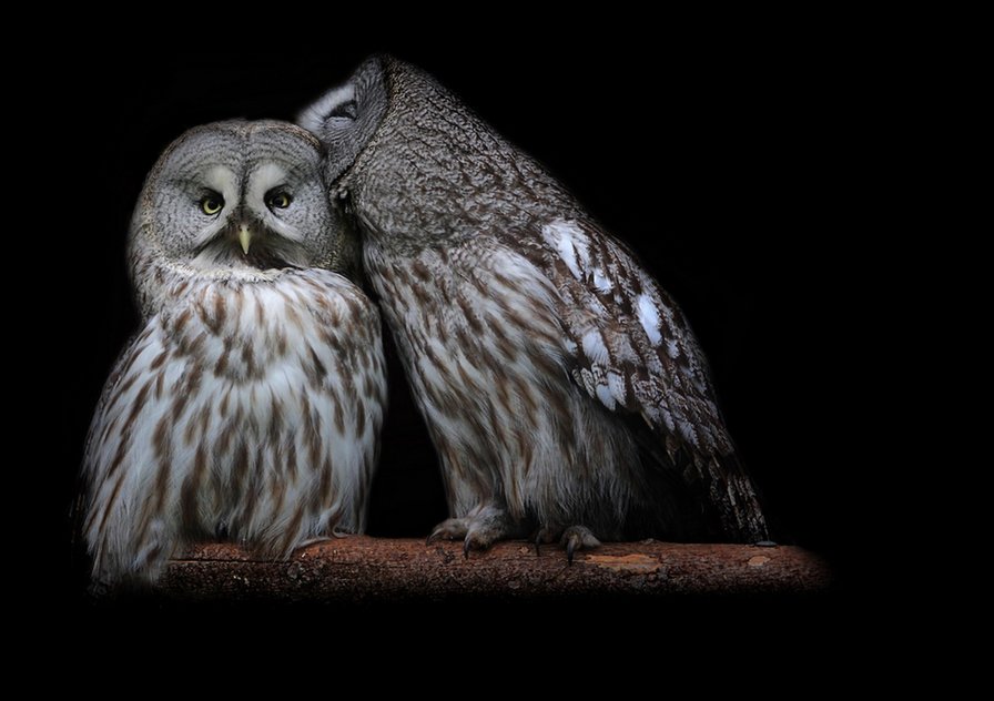 Совы - совы, пара, птицы - оригинал