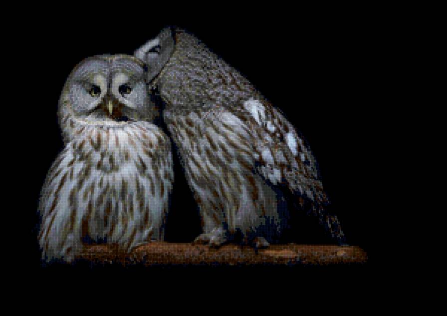 Совы - совы, птицы, пара - предпросмотр