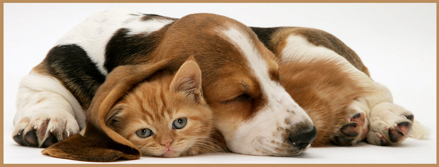 дружба - оригинал