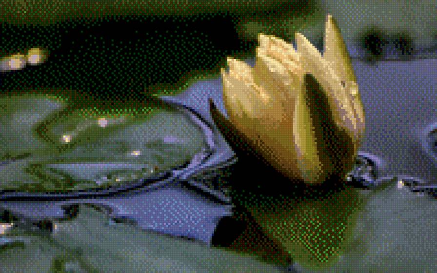 Нежная лилия - цветы, лилия, природа - предпросмотр