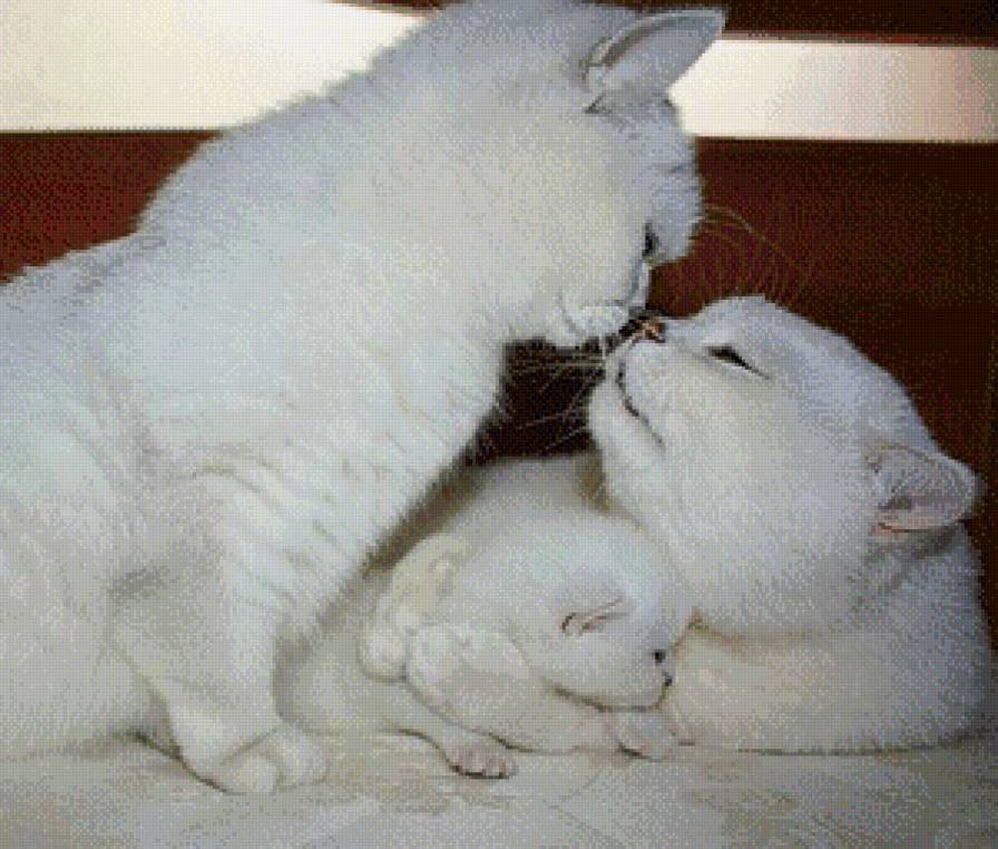 котенок - предпросмотр