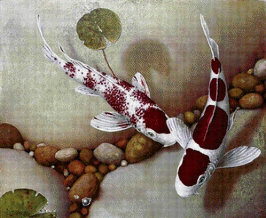 карпы кои - предпросмотр