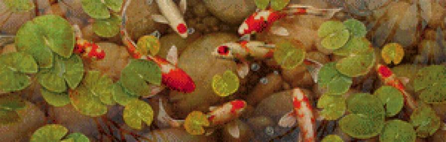 карпы кои - предпросмотр