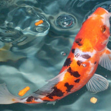 Схема вышивки «карпы кои»