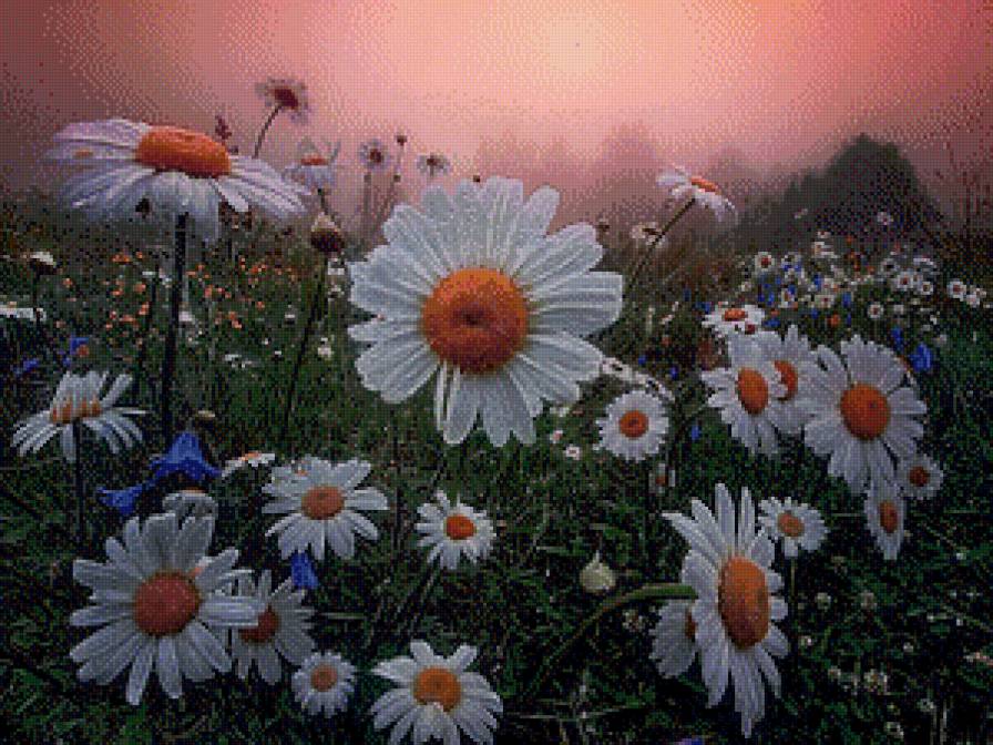 Ромашковый закат - поле, цветы, пейзаж, ромашки - предпросмотр