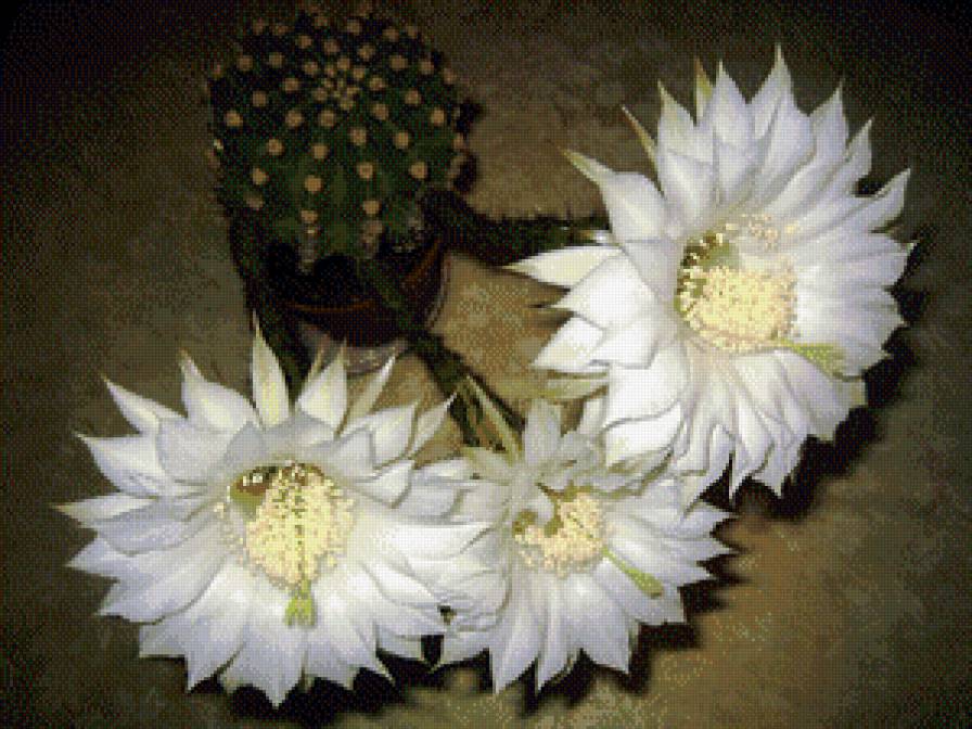 Кактусы№1 - цветы, кактусы, 8марта - предпросмотр