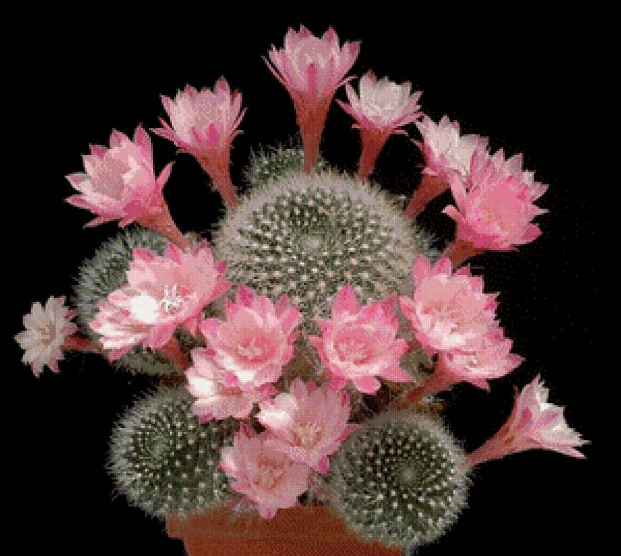 Кактусы№4 - кактусы, 8марта, цветы - предпросмотр